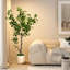 6ft Artificial East Ficus Tree - Faux Green Plant in White Decor Pot, Indoor Floor Decor, Low-Maintenance-123297744-123297746