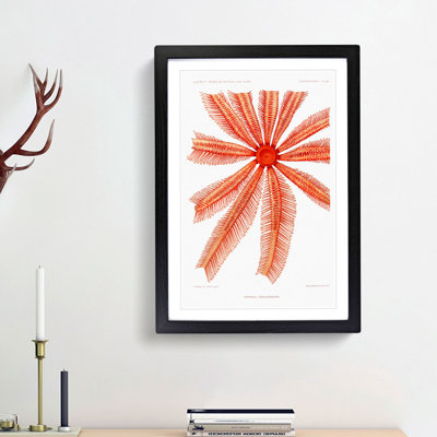 Starfish by Albert I - Framed Print