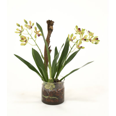 Orchid Arrangement in Vase