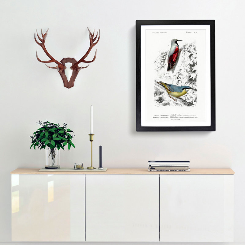 Bird Illustrations PL. 16 by Charles D' Orbigny - Single Picture Frame Painting, Black Framed, 45cm H x 33cm W x 2cm D