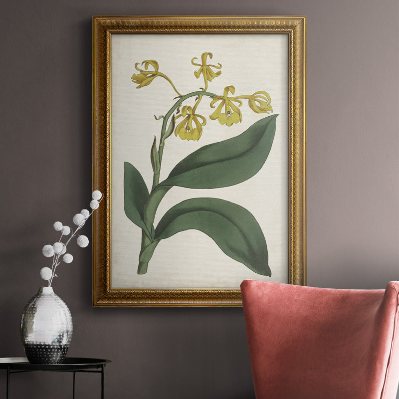 "Antique Botanical Collection X", reproduction d'art sur toile encadrée, L 18 po x H 27 po
