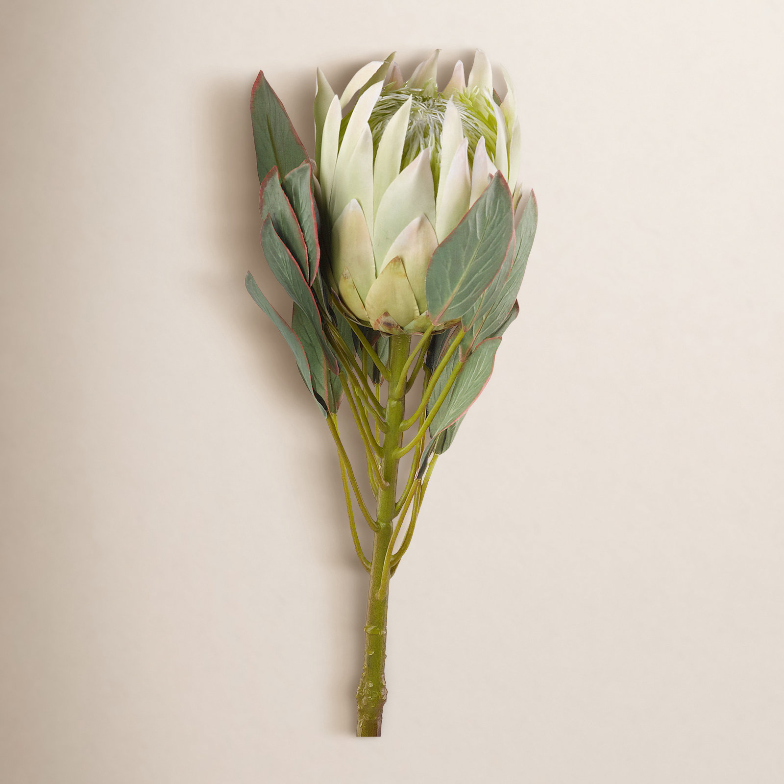 Large Protea Stems