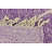 Mosser Purple Rug