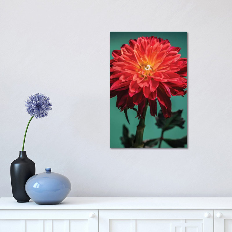Red Chrysanthemum Flower by Glauco Meneghelli - Wrapped Canvas Print, 45.72cm H x 30.48cm W x 1.9cm D