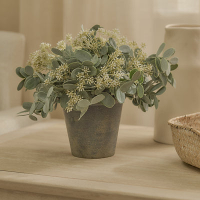 24cm Plant