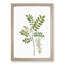 Acacia Tree Flowers by Pierre-Joseph Redoute - Single Picture Frame Painting-55547481-55547482