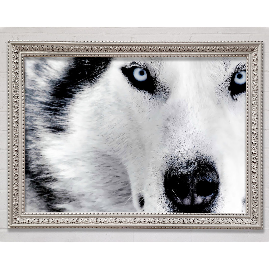 Siberian Husky Augen - Druck