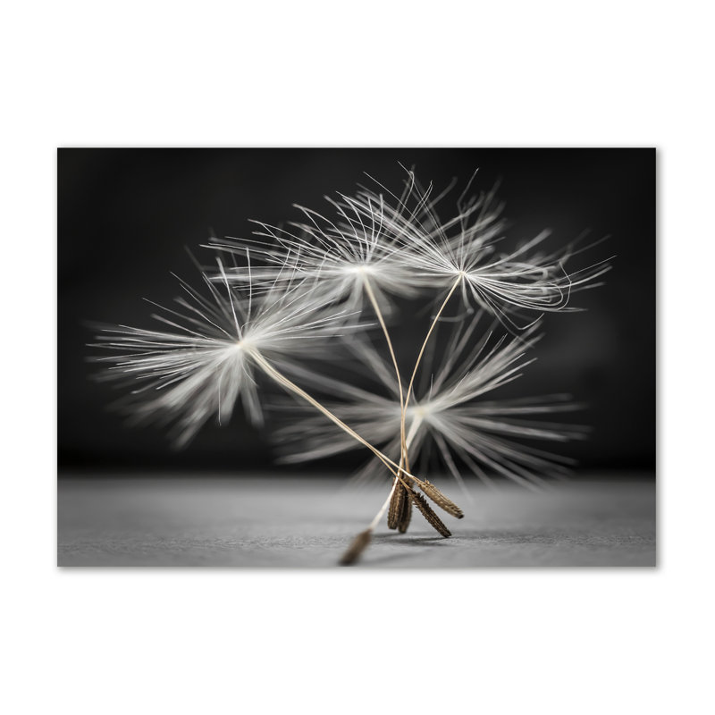 Dandelion Seeds - Wrapped Canvas Print
