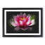Pink Water Lily Flower Vol.3 - Picture Frame Graphic Art-62804092-62804091