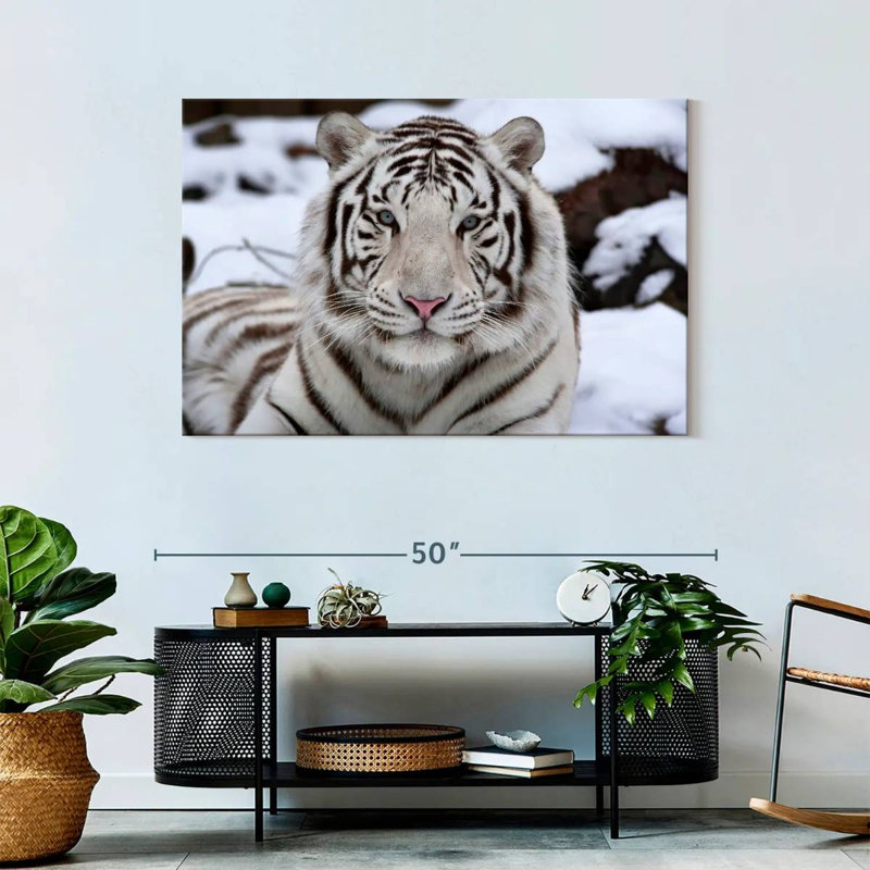 Brampt Glorious White Tiger, 30" H x 45" W
