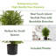 Artificial Christmas Tree-241265018