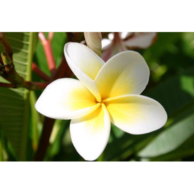 Frangipani by Davidf - Wrapped Canvas Print