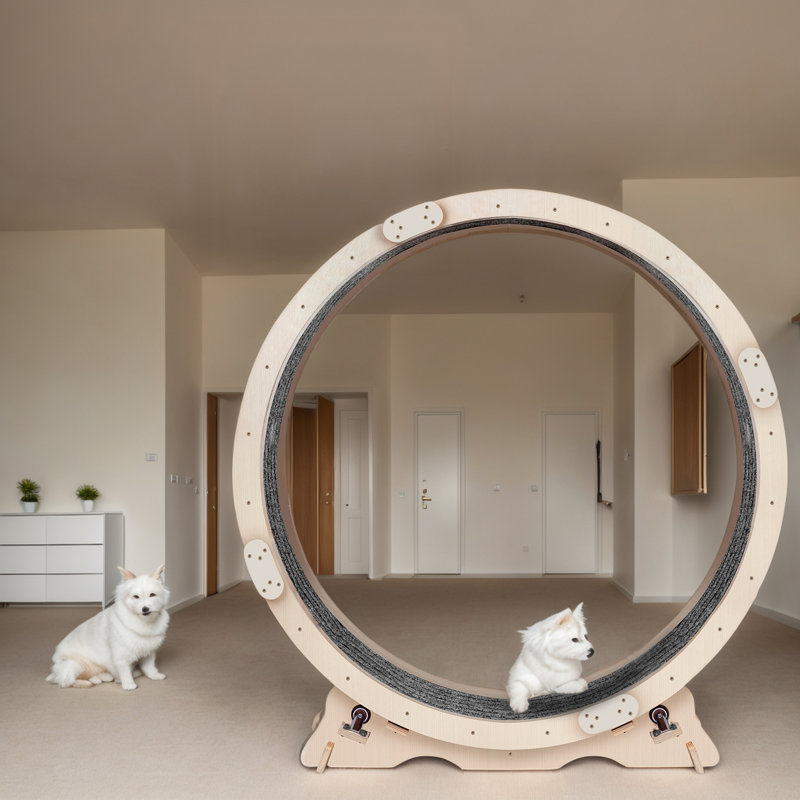 Roue d'exercice pour chat