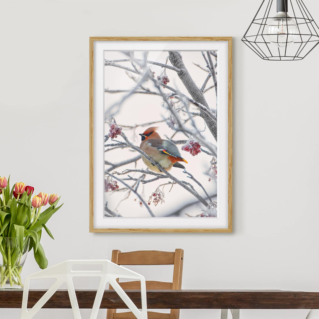 Gerahmter Fotodruck Bohemian Waxwing im Baum