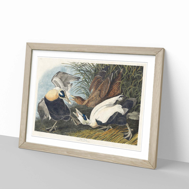 Eider Duck by John Audubon - Picture Frame Painting Print, Oak Framed, 36cm H x 48cm W x 2cm D