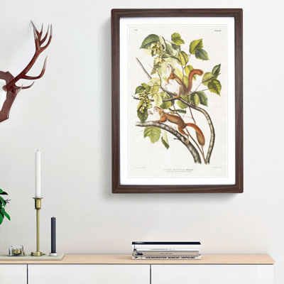 Red Squirrels by J.W. Audubon - Picture Frame Painting Print