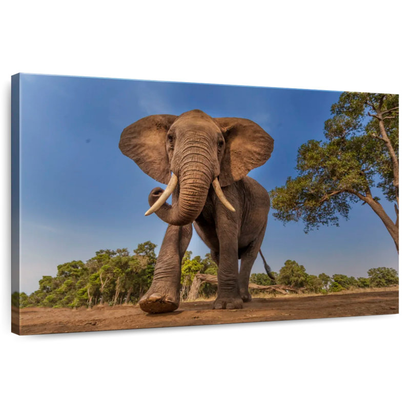 Brampt Playful African Elephant, 24" H x 36" W