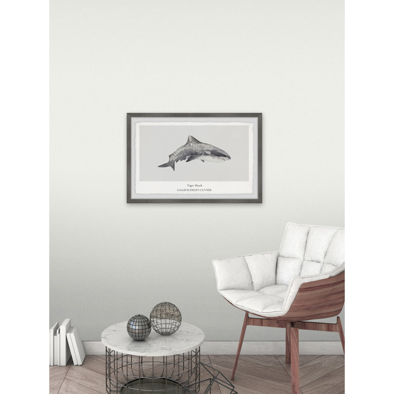 Galeocerdo Cuvier by Marmont Hill - Single Picture Frame Painting, 38cm H x 45cm W x 3.81cm D