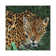 Jaguar Big Cat II by David Stribbling - Gallery-Wrapped Canvas Giclée on Canvas