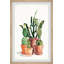 Cactus Variety by Parvez Taj - Single Picture Frame Painting-38598711