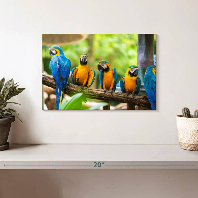 Brampt Macaw Party, 8" H x 12" W