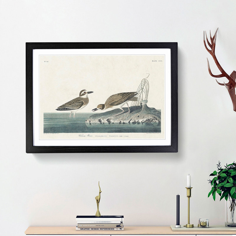 Wilsons Plover Birds by John James Audubon - Picture Frame Painting Print, Black Framed, 27cm H x 36cm W x 2cm D