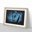 Pretty Blue Rose - Picture Frame Graphic Art Print-56861435-56861434