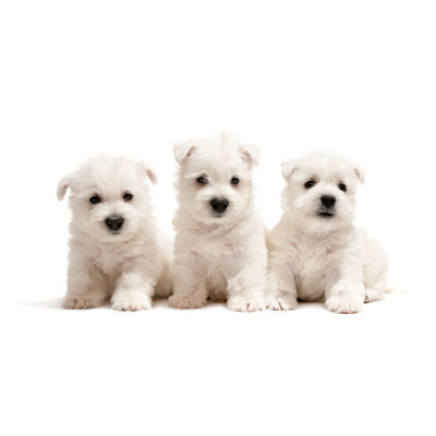 " White Terrier Puppies " by Sergiyn