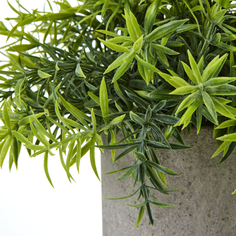 Andaiye 20cm Plant in Pot