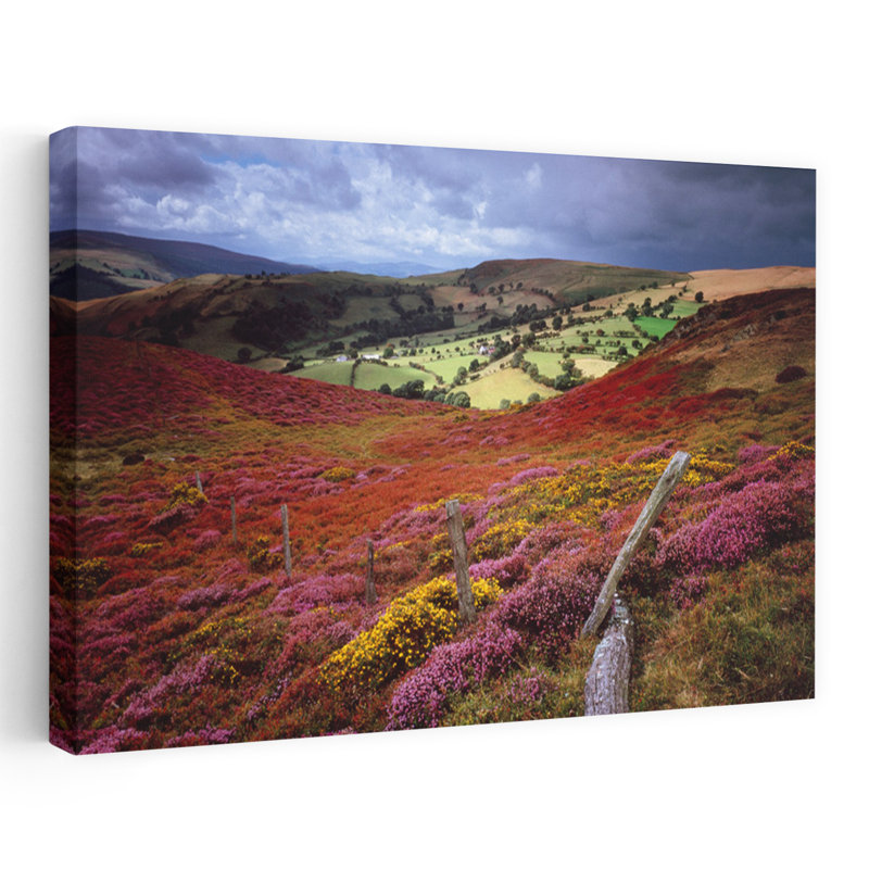 Meadow Clwyd Nr Llangollen, Pays de Galles, art abstrait contemporain de fleurs colorées, H 40 po x l 60 po
