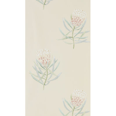 Protea Flower