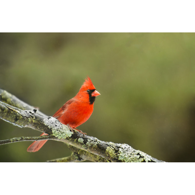 Cardinal - Wrapped Canvas Print, 30cm H x 46cm W x 3.8cm D