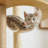 Cat Tree House