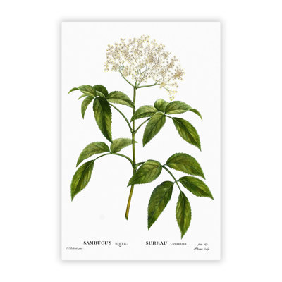 Elderflower Tree by Pierre Joseph Redoute - Frameless Print