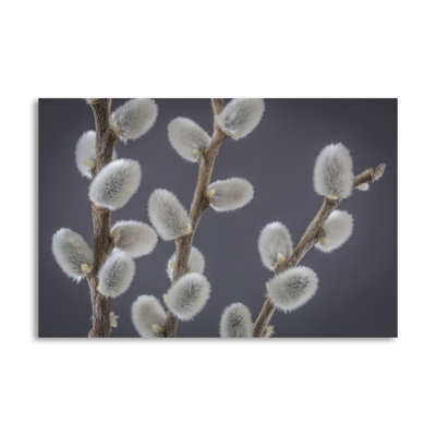 " Pussy Willows II " Print