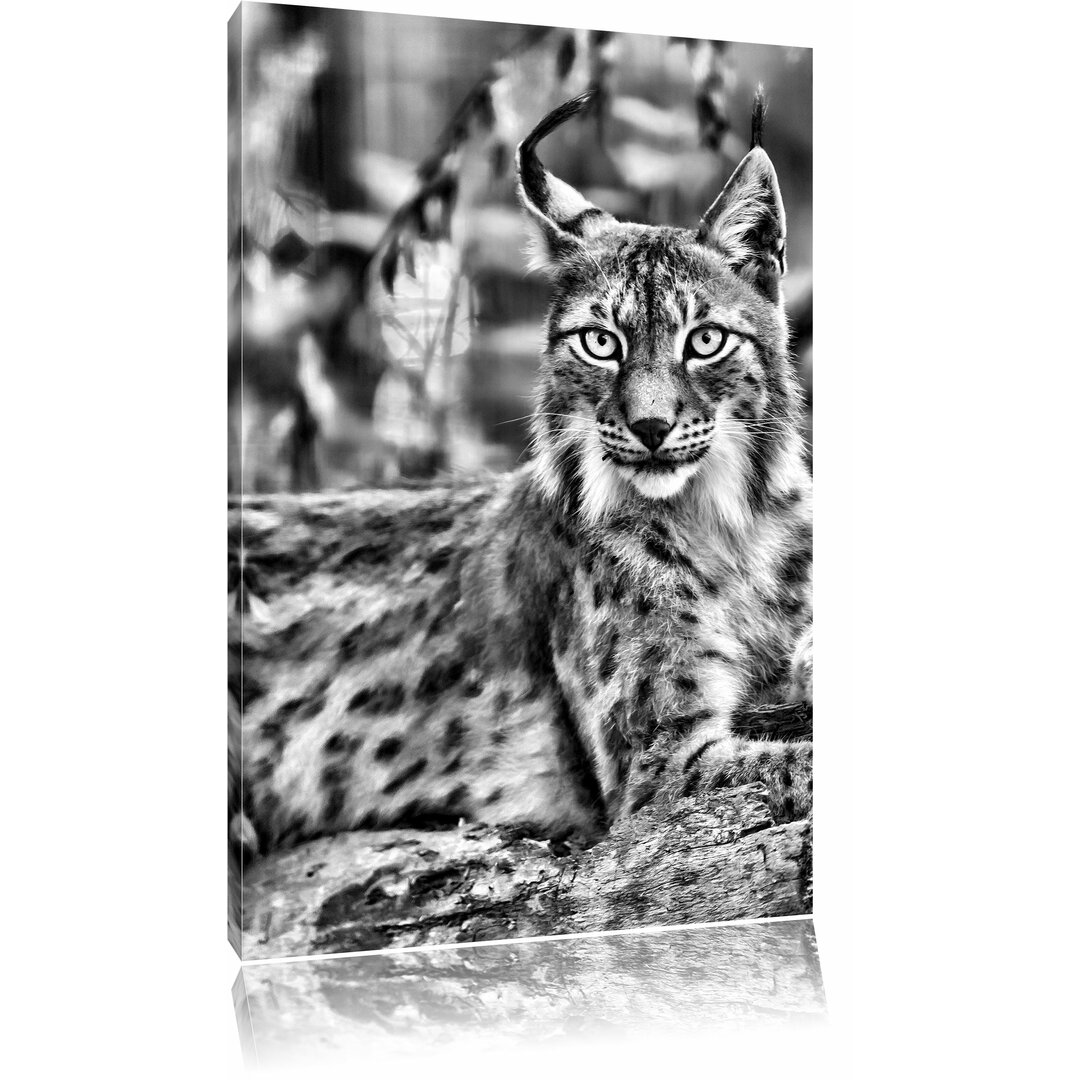 Leinwandbild Aufmerksamer Luchs in Monochrom