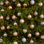 Ensemble d'ornement boule 64 pièces