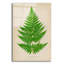 «Polybotrya Osmundacées» par Art Licensing Studio, art mural en verre acrylique-2046930667