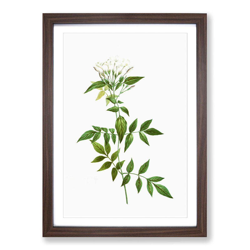 Jasmine Flowers by Pierre-Joseph Redoute - Picture Frame Graphic Art Print, Walnut Framed, 48cm H x 36cm W x 2cm D