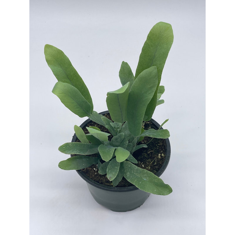 Phlebodium Aureum, 4 Inch