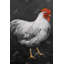 Grey rooster 2 - 24"x36" Framed canvas-1511281481-1506000014