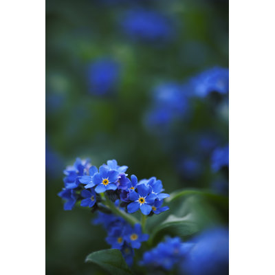 Flowers In Garden - Wrapped Canvas Print