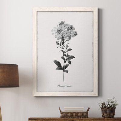" Simply Cape Leadwort " Painting Print