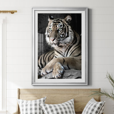 " Sumatran Tiger "