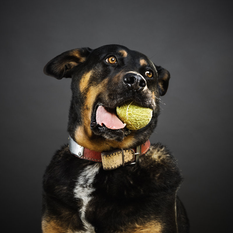 Rottweiler Dog by Sensorspot - Wrapped Canvas Print, 122cm H x 122cm W x 3.8cm D