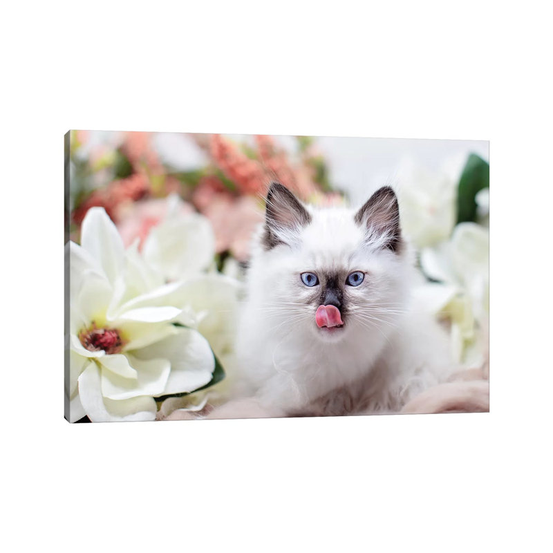 Ragdoll Kitten Sweet by Karen Burke - Wrapped Canvas Print, 20.32cm H x 30.48cm W x 1.905cm D