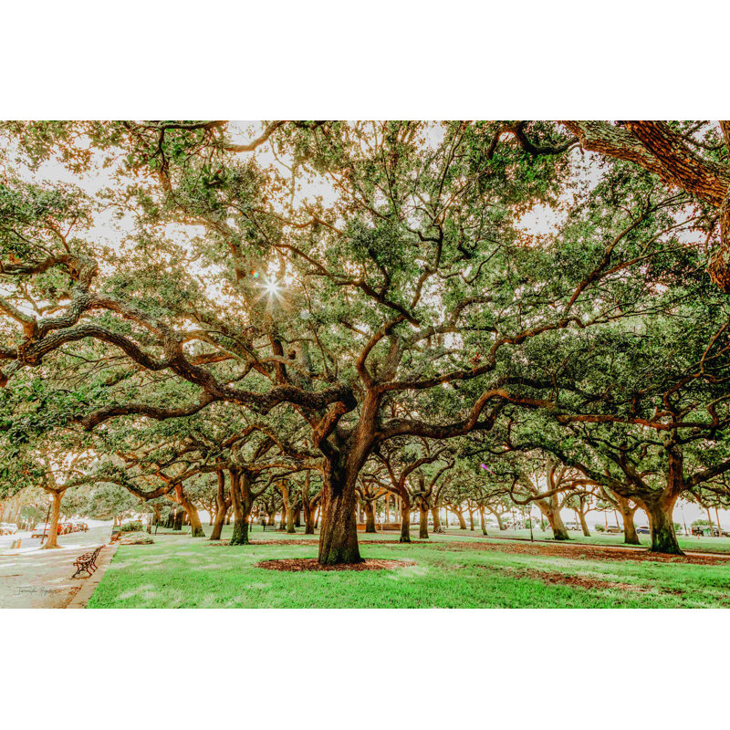«Low Country Oaks II» par Jennifer Rigsby - reproduction d'art sur toile tendue, H 20 po x l 30 po