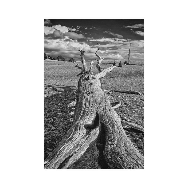 Usa, Eastern Sierra, White Mountains, Bristlecone Pines by John Ford - Wrapped Canvas Print, 30.48cm H x 20.32cm W x 1.91cm D