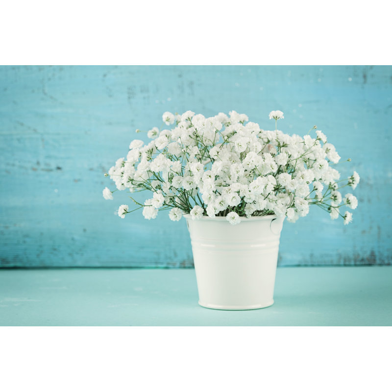 Beautiful Gypsophilla Flower by Julia_Sudnitskaya - Wrapped Canvas Print, 30cm H x 46cm W