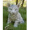 Animals Weather Resistant Water Resistant UV Resistant Polyresin Garden Statue